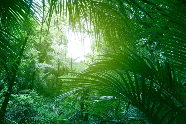 정글 캐노피 — 스톡 사진