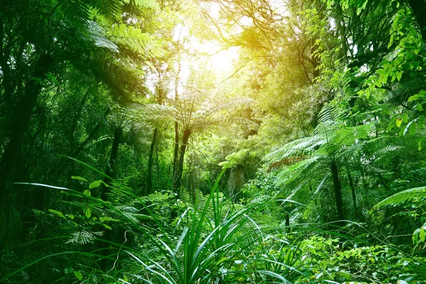 Canopy of jungle — Stock Photo, Image