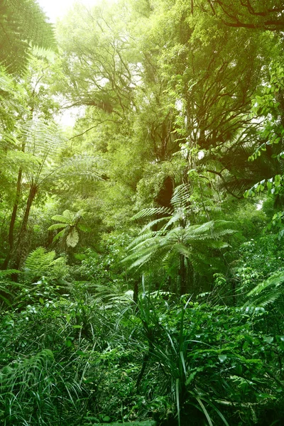 Baldachýn z džungle — Stock fotografie
