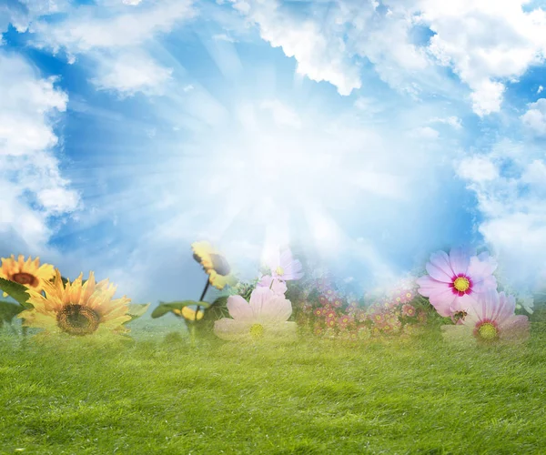 Flores grama e céu — Fotografia de Stock