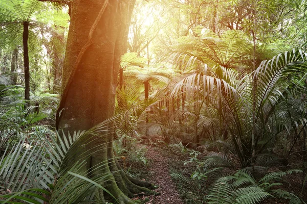 Lumière de forêt tropicale — Photo