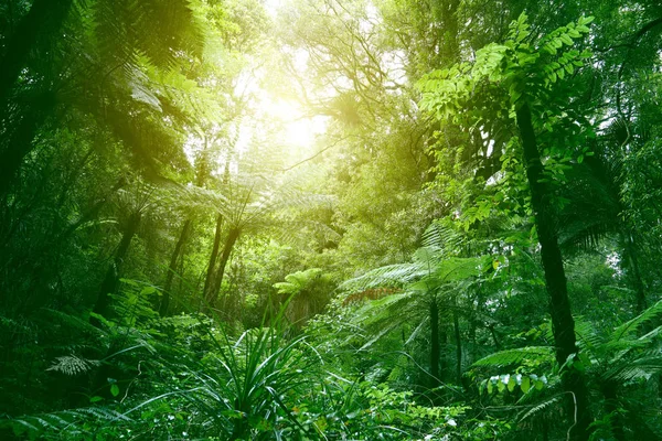 Canopy of jungle — Stock Photo, Image