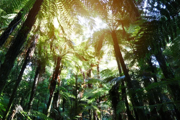 Canopy of jungle — Stock Photo, Image