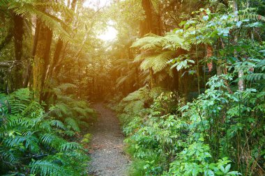 Orman yürüyüş yolu
