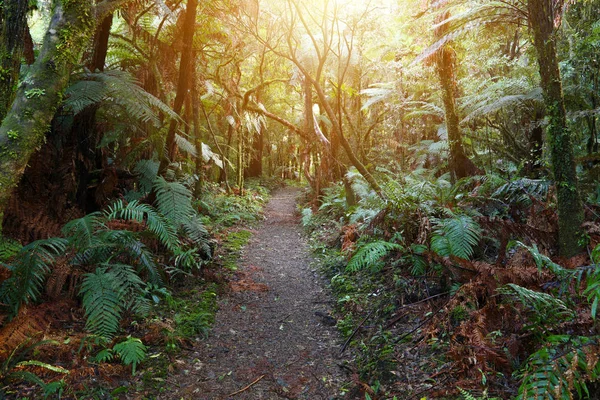 Sentier de randonnée forestière — Photo