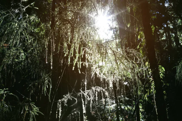 Luz Florestal — Fotografia de Stock