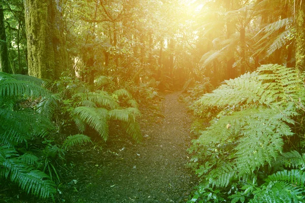 Forest walking trail — Stock Photo, Image