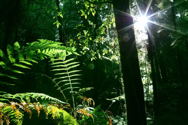 Luz Del Sol Brillando Selva Tropical —  Fotos de Stock