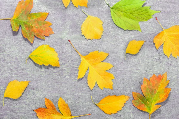 Hojas Viejas Multicolores Del Otoño Sobre Fondo Madera Grunge Estilo —  Fotos de Stock