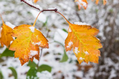     İlk kar, geç sonbahar manzara ile sonbahar yaprak sarı ve kırmızı kaplı 