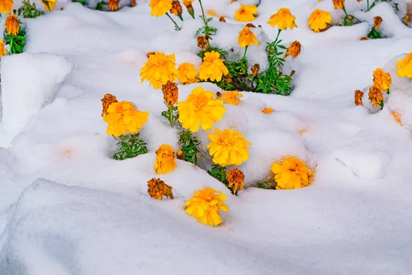 开花和绿叶覆盖的第一雪在深秋 选择性焦点 — 图库照片