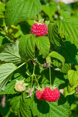 Yeşil yaprakları ile bir dal üzerinde Olgun kırmızı ahududu, güneş tarafından aydınlatılmış, mavi gökyüzüne karşı, yaz manzara