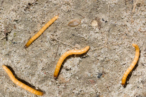 线虫的幼虫 路西伊蚊的幼虫 植物害虫躺在沙地上 — 图库照片