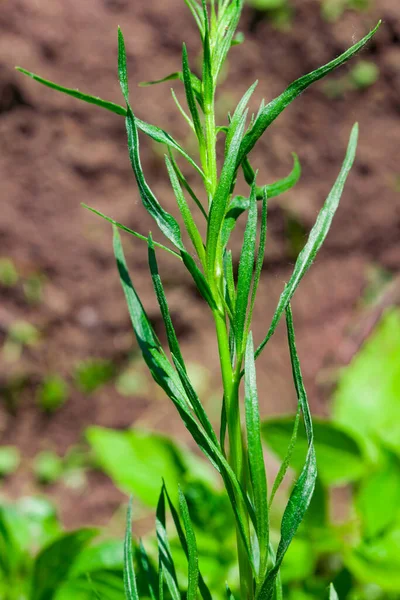 Green Herb Medicinal Food Plant Artemisia Tarragon Tarragon Estragon Wormwood — Stock Photo, Image