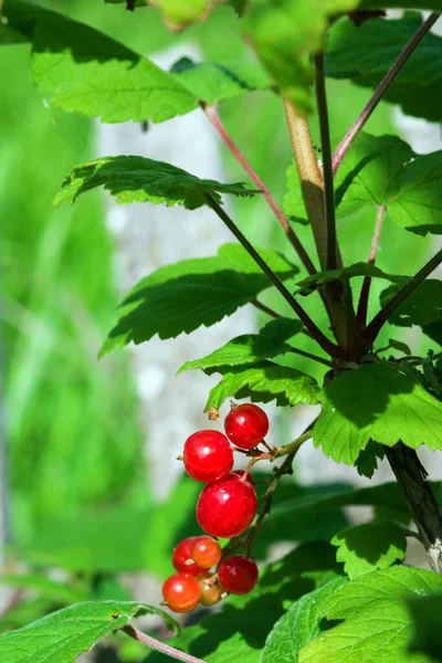 Bush Sprig Red Currant Berries Garden — Stock Photo, Image