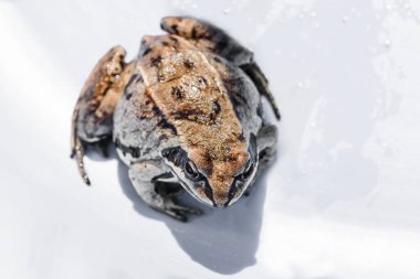  Yerkurbağası, kurbağa (Latin Bufonidae) tahta bir tahtanın üzerinde oturuyor, seçici bir odak noktası