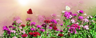 Güneşle aydınlatılan çok güzel karanfil çiçekleri. Kelebekler sabah sislerinde yakın plan uçar, makro. Geniş biçimli manzara, panorama, kopyalama alanı.