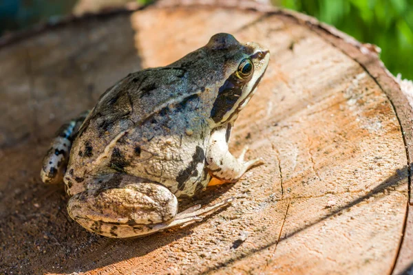 Grenouille Terrestre Crapaud Bufonidae Latins Assis Sur Une Planche Bois — Photo