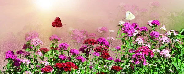 Hermosas Flores Clavel Perennes Iluminadas Por Sol Las Mariposas Vuelan — Foto de Stock