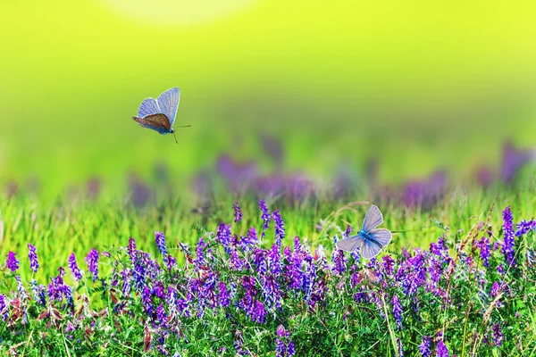 美しい多年生のカーネーションの花は 太陽に照らされています ワイドフォーマットの風景 パノラマ コピースペース — ストック写真