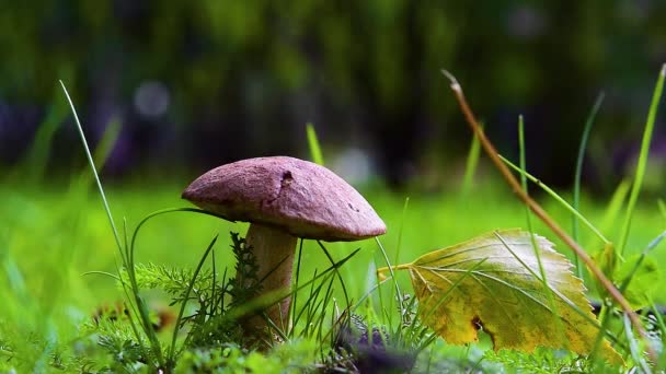 Essbarer Pilz Podberezovik Obabok Leccinum Von Der Sonne Beleuchtet Zwischen — Stockvideo