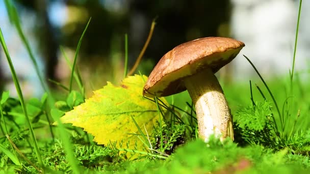 Essbarer Pilz Podberezovik Obabok Leccinum Von Der Sonne Beleuchtet Zwischen — Stockvideo