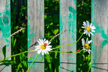 Eski ahşap bir çitin arkasında papatya çiçekleri. Yaz yeşilliğinin arka planına yakın plan, kırsal tarz. Yazı için alanı olan güzel doğal arka plan.