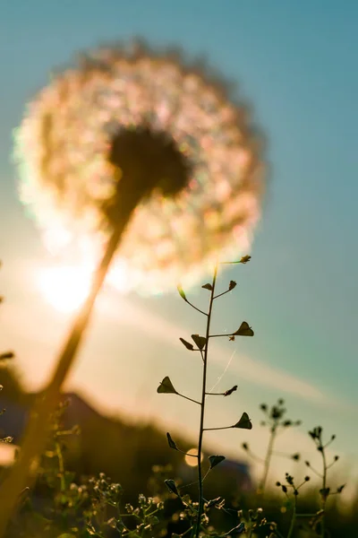 夕日を背景にふわふわのタンポポの頭 光の中で写真 選択的焦点 — ストック写真