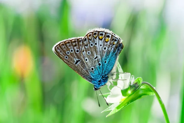 Mavi Bir Kelebek Çiçeğin Üzerinde Oturan Bir Güve Makro Resim — Stok fotoğraf