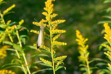 Gri güve, otçul bitki Goldenrod kanadensis 'in çiçeklerinden polen ve nektar toplar (Latince: Solidago canadensis)