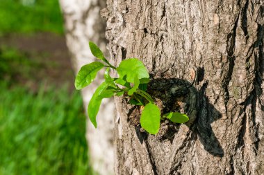 Genç yeşil yapraklı küçük bir dal, baharda bir kavak ağacının eski kabuğundan büyür.