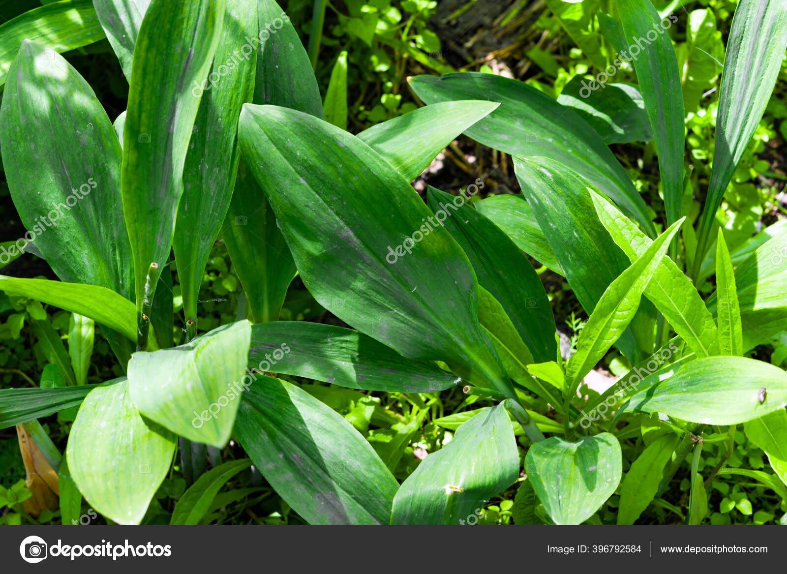 Green Leaves Edible Wild Plant Wild Garlic Ramsons Wild Garlic Stock Photo Image By C Golubka57 Green Leaves Edible Wild Plant Wild Garlic Ramsons Wild Garlic Stock Photo Image By C Golubka57