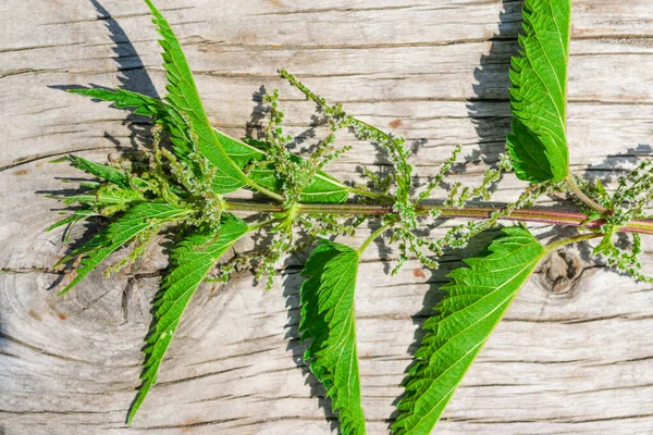 Medicinal plant dioecious nettle with green leaves, flowers and seeds. Twig close up