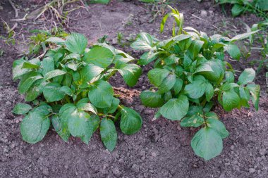 Genç yapraklar, yerdeki patates filizleri. Ekinlerin yetiştirilmesi
