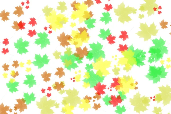 Green maple leaf isolated on a  background. Pattern of autumn leaves