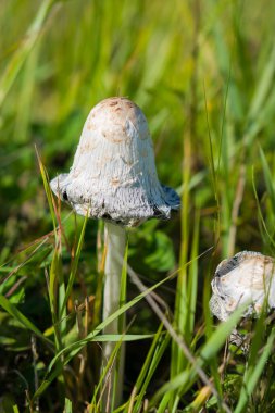Beyaz gübre mantarı (Coprinus koması) ya da tüylü ormandaki bir düzlükte yetişir. Fantastik, muhteşem bir görüntü.