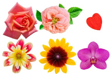 Beyaz arka planda izole çiçekler: gül, rudbeckia, Dahlia, mor orkide ve kırmızı ahşap kalp. Anneler Günü, Sevgililer Günü için tatil kartları hazırlığı