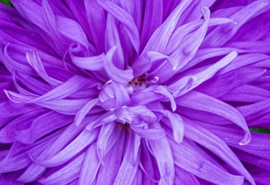 Mor Aster taç yapraklarının narin çiçek arkaplanı. Seçici odaklanma. Güzel sanatsal arka plan..