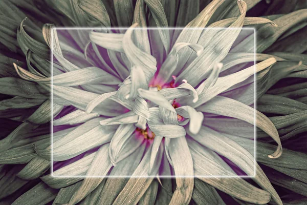 Delicate floral background of blue Aster petals close-up. Selective focus.Beautiful artistic natural background.