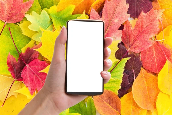 A woman\'s hand with a phone on a background of colorful yellow, red, orange, green autumn leaves. Copy of space, mock up