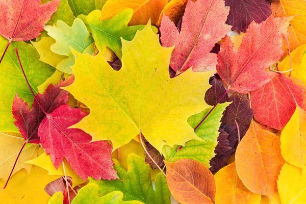 Цветные Желтые Красные Оранжевые Зеленые Осенние Листья Красивый Природный Фон — стоковое фото