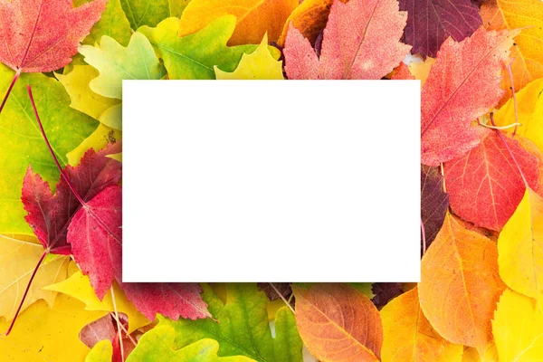Белый Чистый Лист Бумаги Фоне Разноцветных Желтых Красных Оранжевых Зеленых — стоковое фото