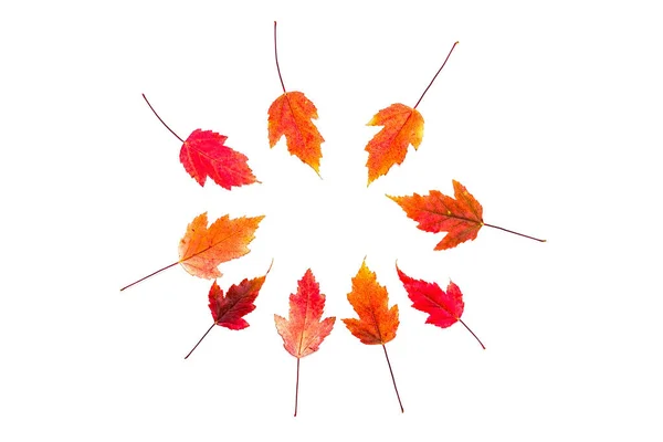 Шаблон Ярко Красных Бордовых Осенних Листьев Белом Фоне — стоковое фото