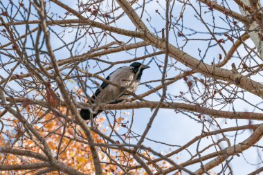 Gri karga, sonbaharda yaprakları sarı olan bir huş dalında oturuyor. Yakın plan. Güzel sonbahar manzarası