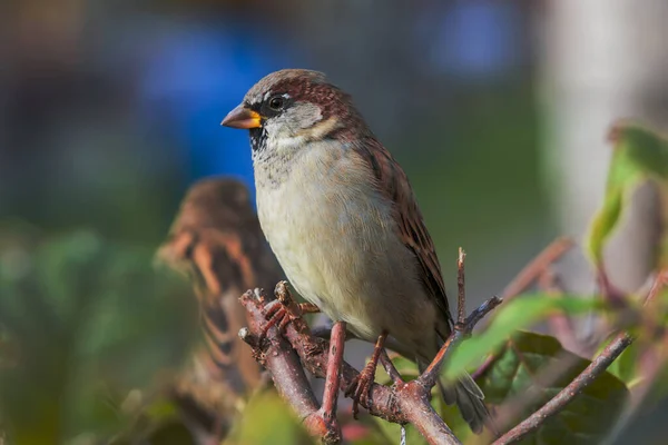 Bird Sparrow Zbliżenie Siedzi Gałęzi Krzewu Suszonych Żółtych Zielonych Liści — Zdjęcie stockowe