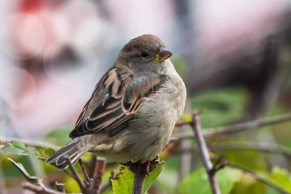 Gros Plan Sur Bruant Des Oiseaux Assis Sur Une Branche — Photo