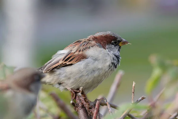 Bird Sparrow Close Sitting Branch Shrub Dried Yellow Green Leaves — Stock Photo, Image