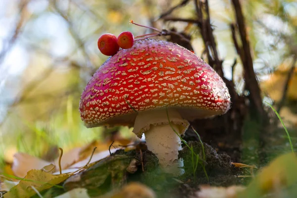 剧毒的蘑菇在密闭的草丛中的森林中飞舞 美丽的秋天背景 — 图库照片