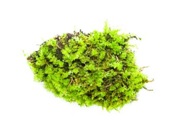 Yeşil parlak taze yosunlar, beyaz arka planda izole edilmiş eski çürük bir ahşap parçasında yetişir.