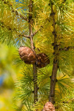 Sonbaharda mavi gökyüzüne karşı kahverengi kozalaklı ve sarı iğneli bir dal.